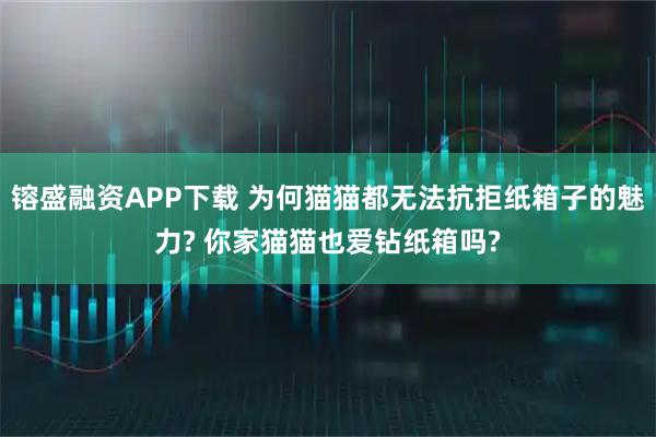 镕盛融资APP下载 为何猫猫都无法抗拒纸箱子的魅力? 你家猫猫也爱钻纸箱吗?
